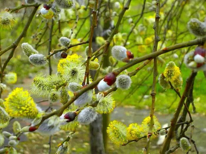 Дерево верба фото и описание. Ива Козья (Верба). Ива Козья Верба дерево. Кустарник Ива Верба. Верба, вербы дерево.