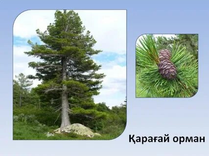 Кеңседегі юбка астындағы жасырын камера