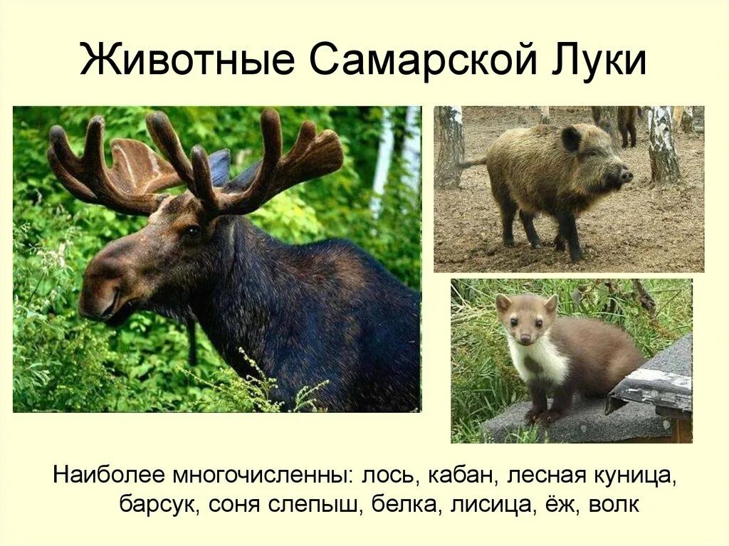 Какие животные в самаре