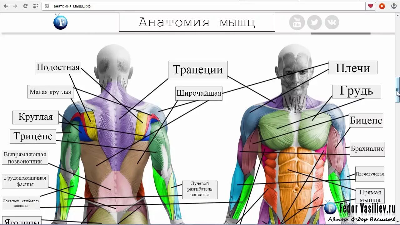 Приложение анатомия мышц. Разбор мышц. анатомия сайта. анатомия тела разбор на мышцы. разбор всех мышц.