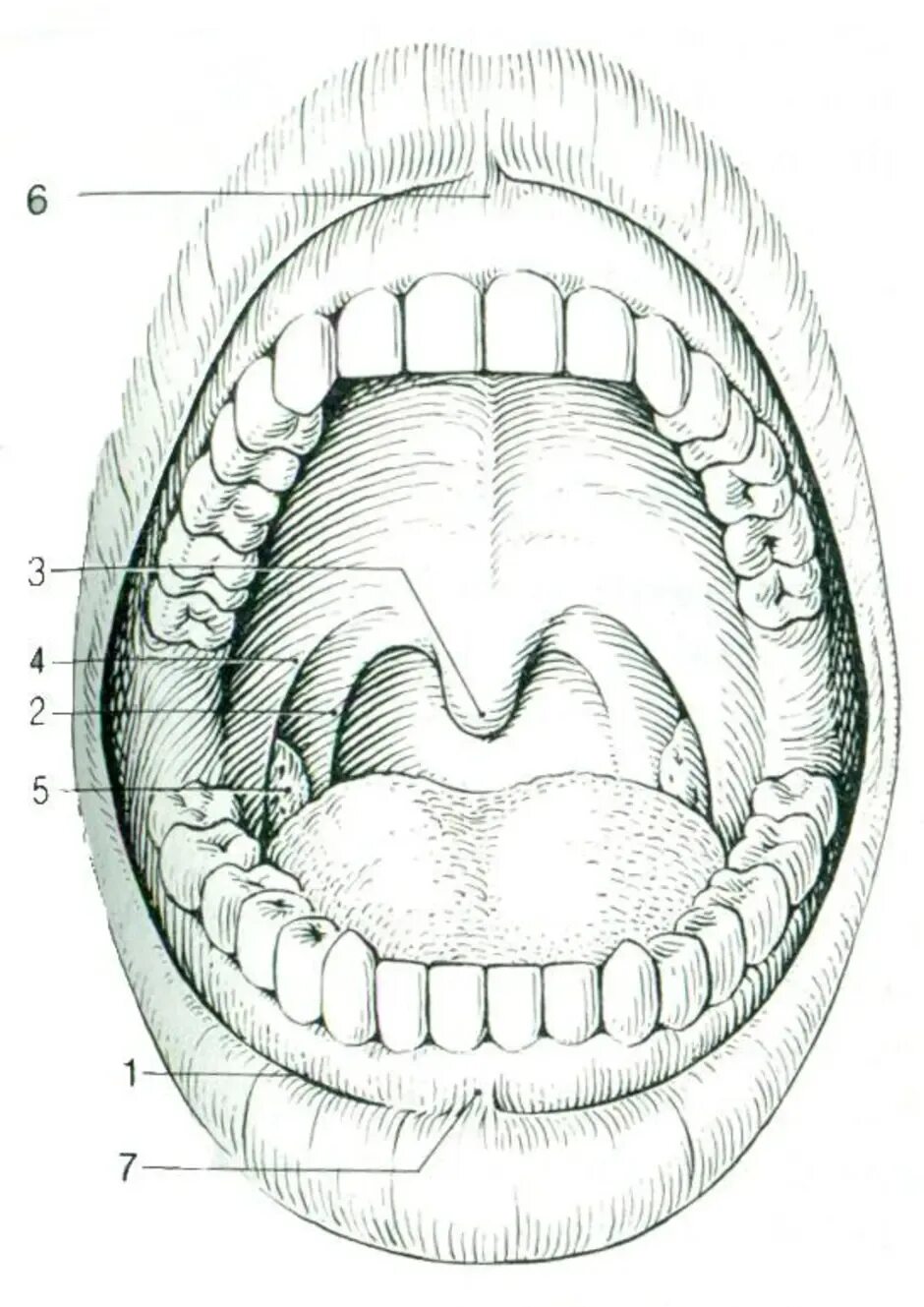 Открытая полость рта. Небно язычная дужка анатомия. Небно язычная дужка строение. Анатомия твердого неба верхней челюсти.