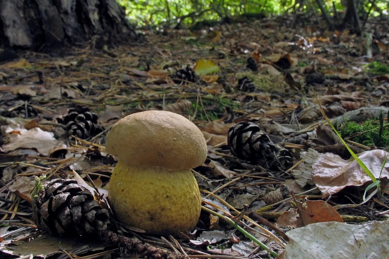 Белый гриб признаки. Boletus reticulatus. Несъедобные грибы желчный гриб. Ложный Боровик. Ложный Боровик белый гриб.