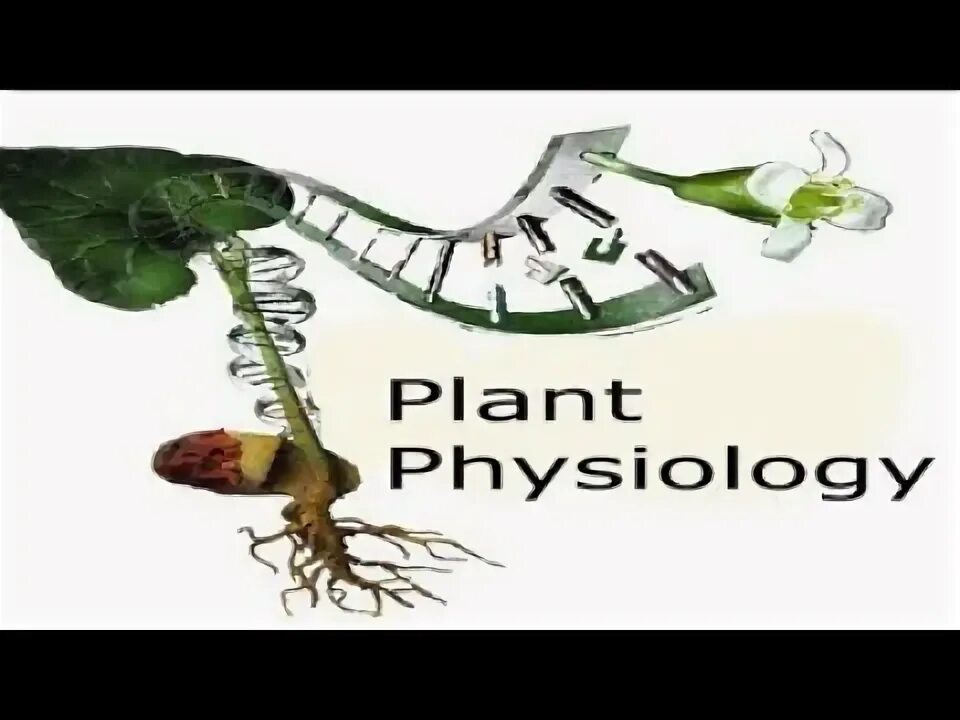 Plant physiology. Физиология растений. Физиология растений фон для презентации. SB Plant Physiology. Физиология растений картинка на черном фоне.