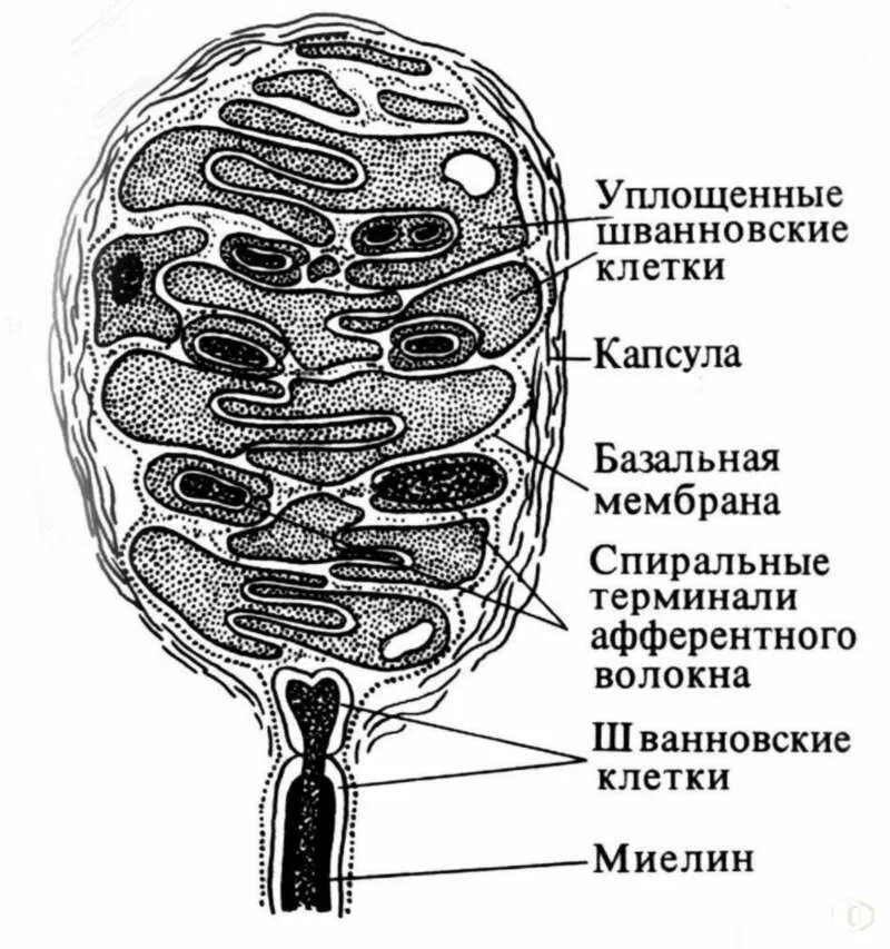 Тельца Мейснера. Осязательные тельца Мейснера гистология. Строение тельца Мейснера. Клетки Меркеля и тельца Мейснера. Тельца фатера