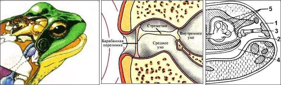 Орган слуха у лягушки