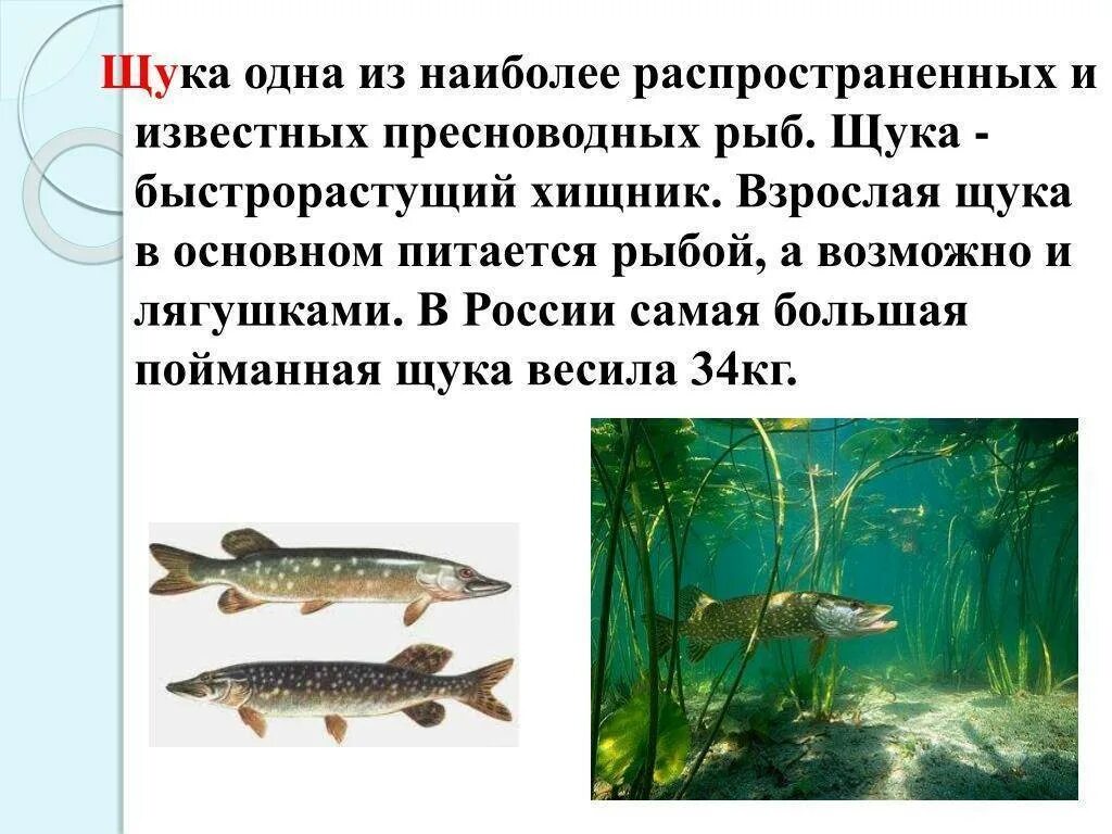 Щука описание рыбы. Щука польза. Щука презентация. Семейство щуковых рыб. Интересные факты о щуке.