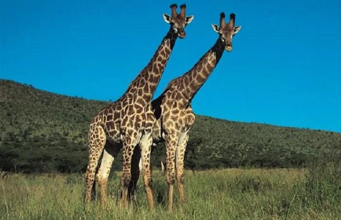 Лев тигр жираф. Жираф. Жираф рост. Жираф рядом с человеком. Жираф и человек.