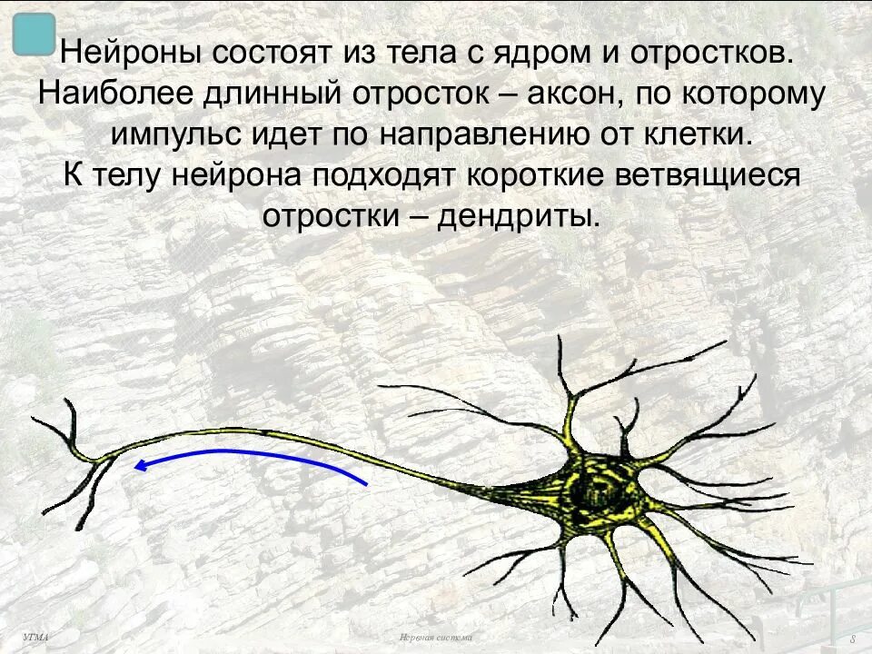 Аксон отросток нервной клетки. Нейрон состоит из тела и отростков. Длинный отросток нервной клетки. Состоит из длинных отростков нейронов.