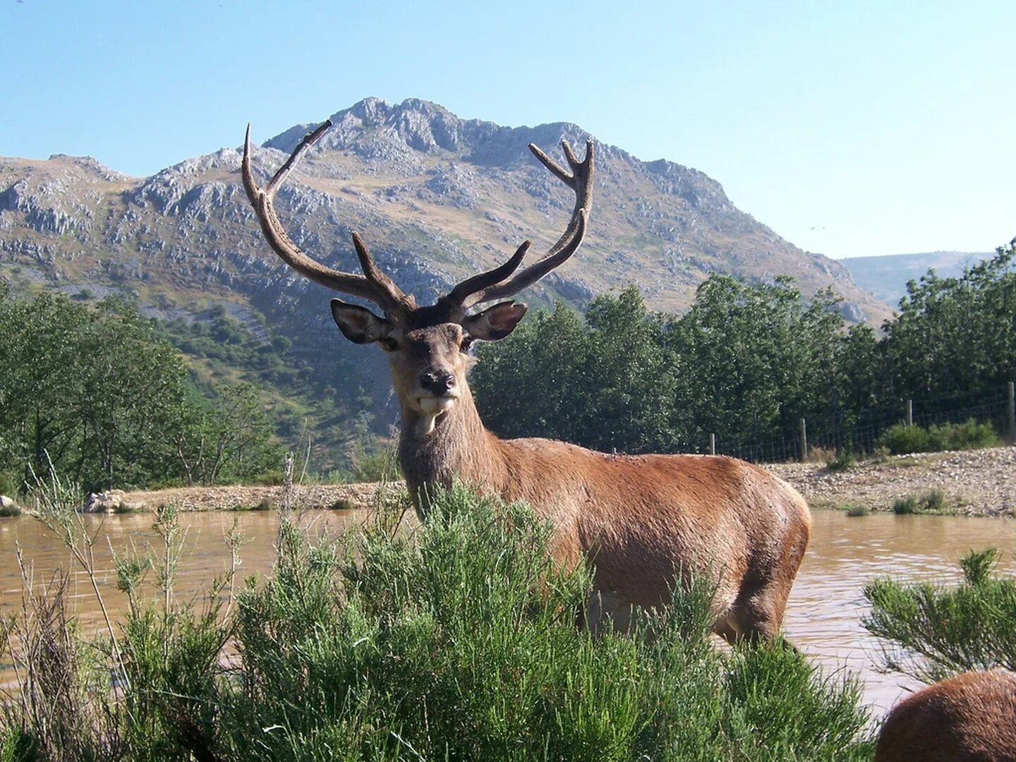 Благородный испанский. Арамис три мушкетера. Картинки охота в испании. Испанская дама. Король испании филипп 16 век портреты.