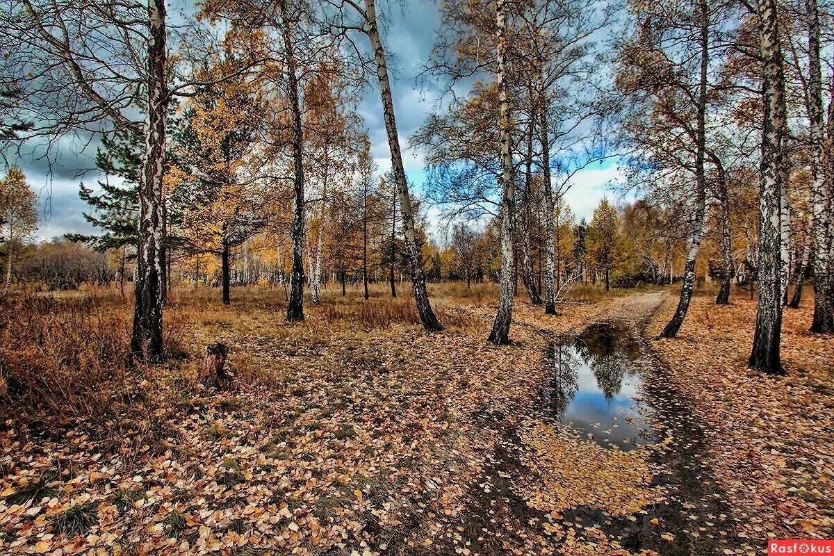 Поздняя осень. Поздней осенью. Ноябрь природа. Унылая осень. Октябрь в разгаре