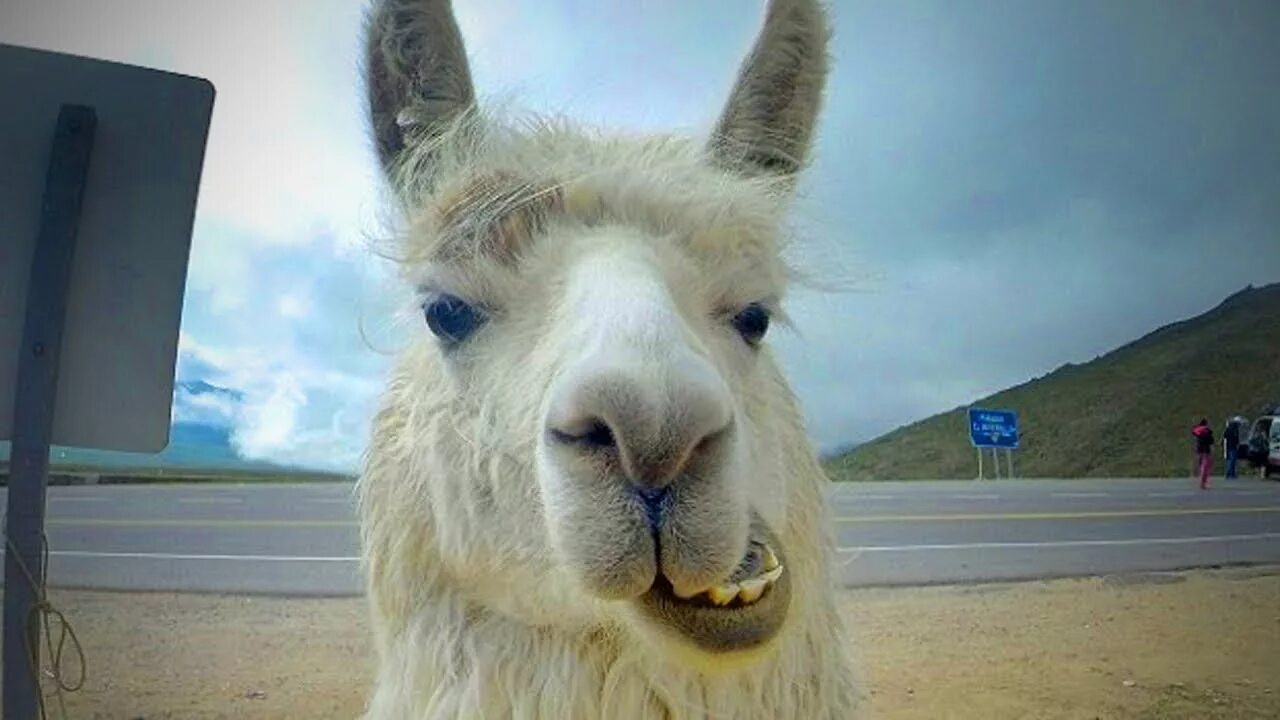 Reflection llama