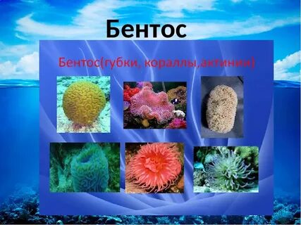 Обитатели бентоса