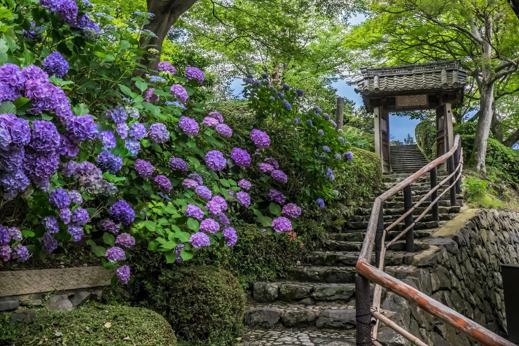 Garden flowers перевод. Гортензии сад Киото. Сад гортензий в Японии.