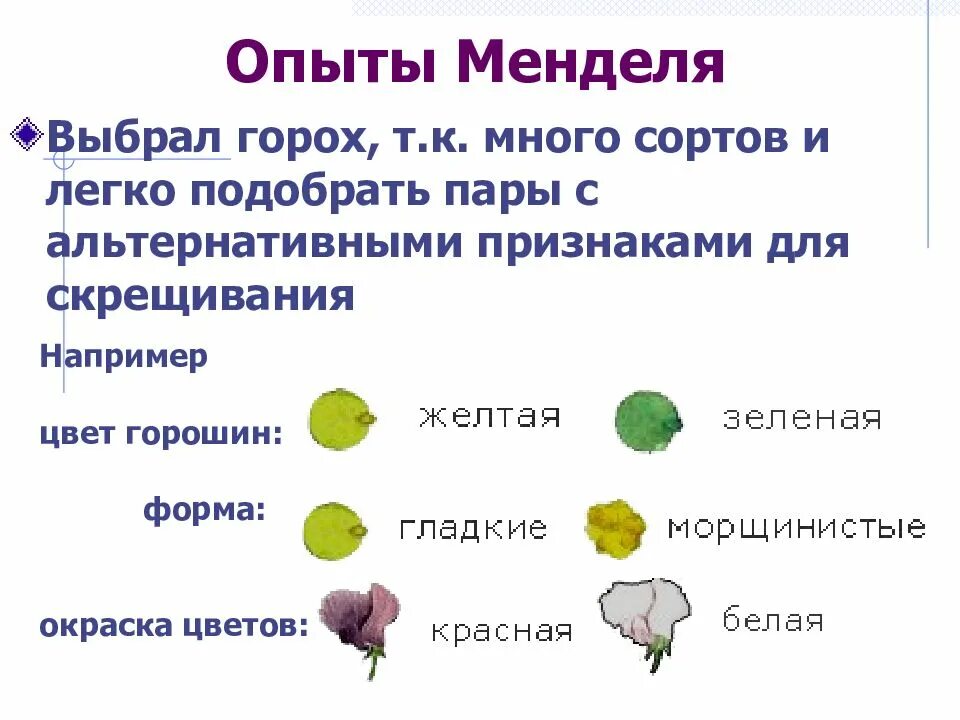 Доминантные признаки гороха. Опыт менделя с горохом. опыт менделя с горохом кратко. 7 признаков гороха менделя. эксперимент менделя с горохом.