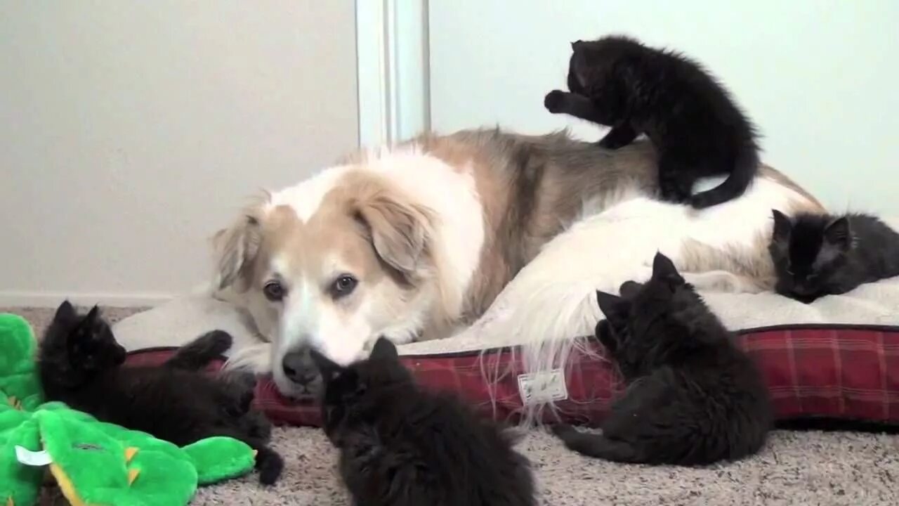 Окружи кошку. Много котят и щенят. Куча котят и щенков. Смешные ролики про кошек и собак. Щенок против котёнка.