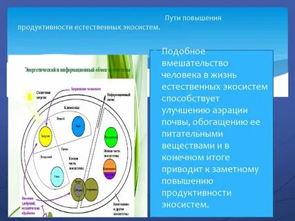 Величина первичной продукции экосистемы