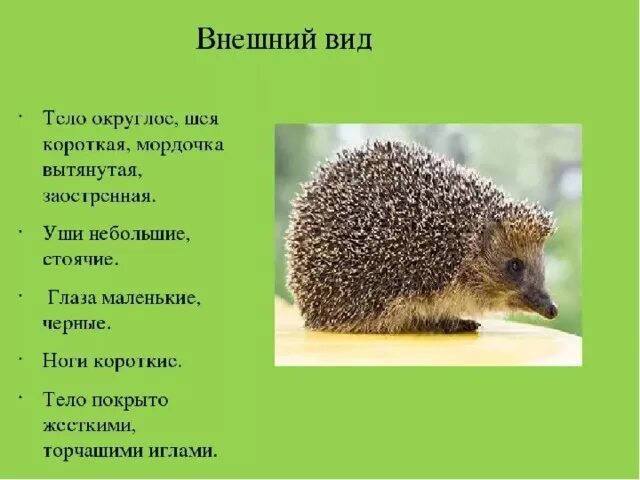 Рассказ про ежа. Ежик описание для детей. Описание ежа для детей. Еж для презентации. Ежик краткое содержание