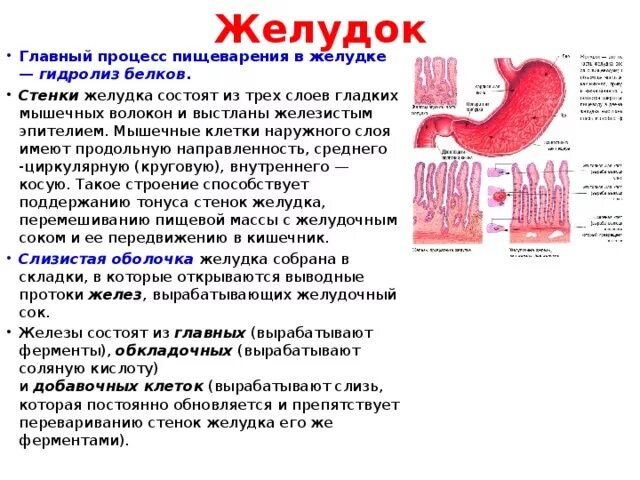 Какие процессы происходят в желудке. Железы желудка главные добавочные обкладочные. Строение слизи желудка. Клетки слизистой желудка вырабатывают. Железы желудка состоят из.