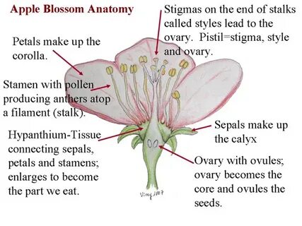 Does the flower
