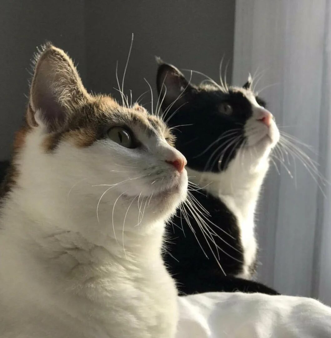 Два кота давай. Котики эстетика. парные котики. два кота. два кота эстетика.