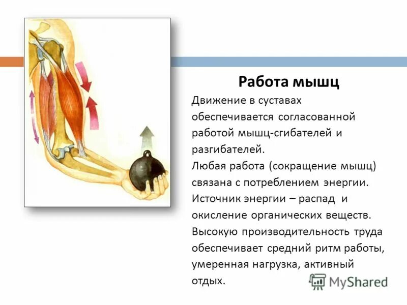Благодаря мышцам обеспечивается. Обеспечивает движение глазного яблока обеспечивает равновесие тел. Перистальтические сокращения кишечника. Перистальтические движения кишечника. Мыщцы обепечивющее движение глазного яблоко.