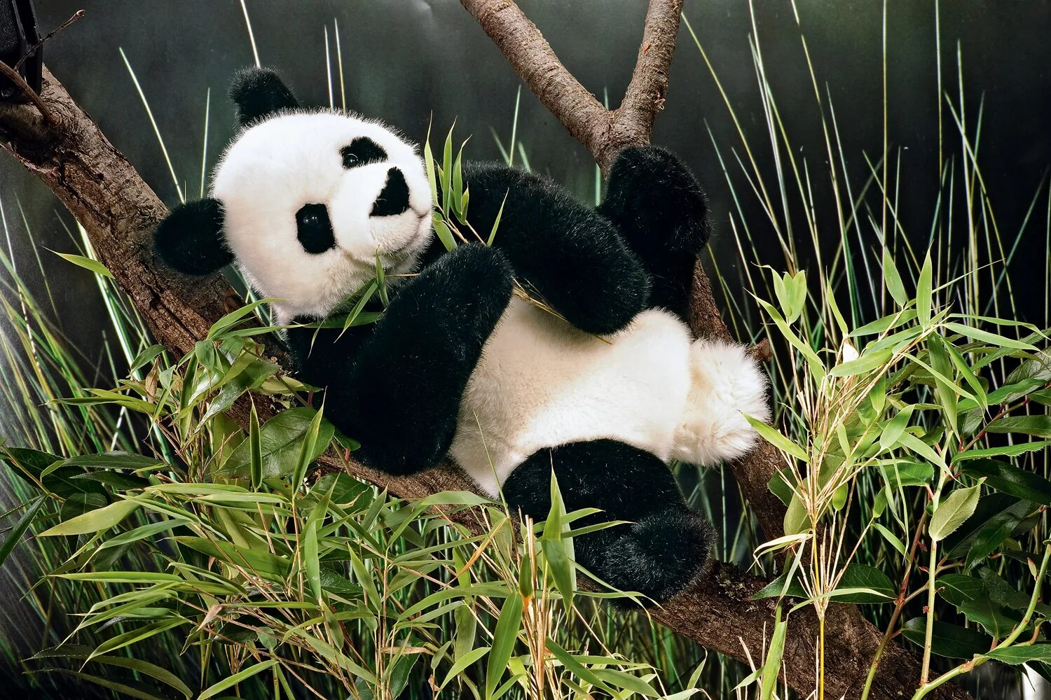 Большая панда живет. Панда Живая. Декоративная Панда Живая. Милые животные Панда. Панда с детёнышем.