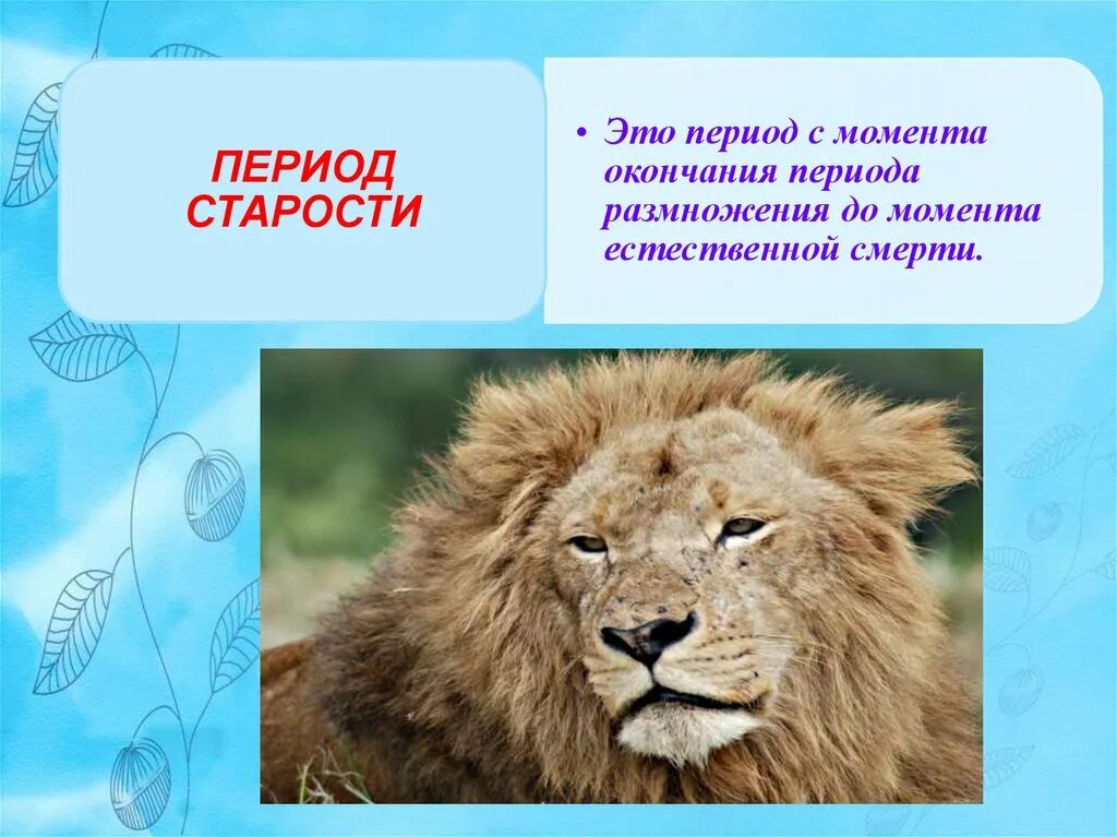 Сколько живут все животные. Периодизация и Продолжительность жизни животных. Периодизация и Продолжительность жизни животных 7 класс. Продолжить жизни животных. Сообщение на тему периодизация и Продолжительность жизни животных.