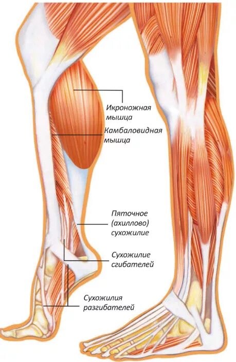 Икроножная и камбаловидная мышцы. Сухожилия икроножной мышцы анатомия. Камбаловидная мышца ноги. Почему болят мышцы икры