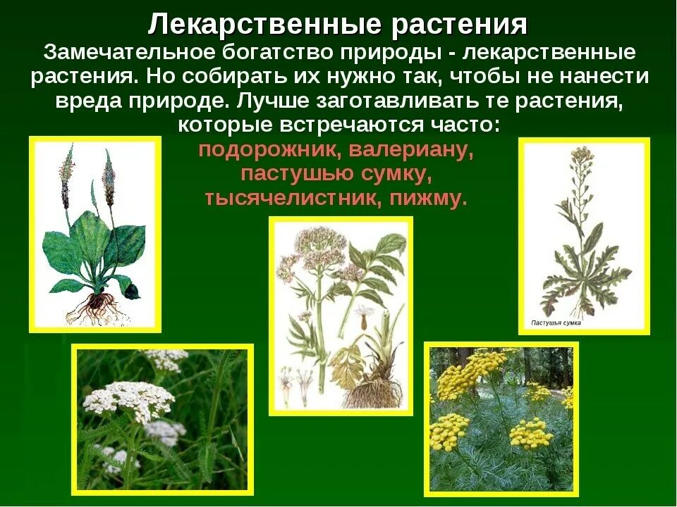 Какие растения редко встречаются в твоей. Лечебные растения. лекарственные культурные растения. охраняемые лекарственные растения. лекарственные травы нижегородской области.