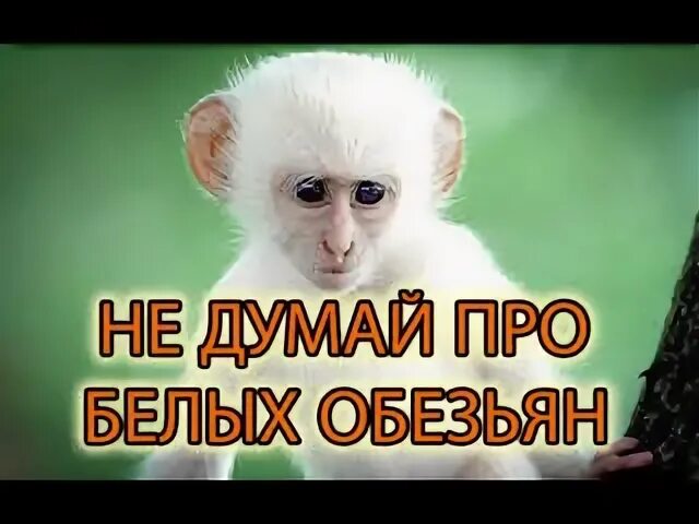 Горилла альбинос. Про белую обезьяну. Белая макака. Шимпанзе альбинос. Горилла альбинос.