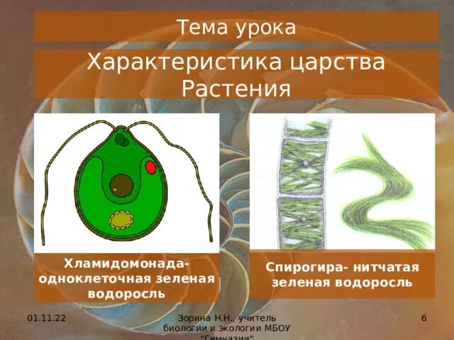 Хламидомонада является одноклеточной зеленой водорослью. Одноклеточная водоросль хламидомонада. пиреноиды у водорослей. царство растений хламидомонада. хламидомонада в жизни.