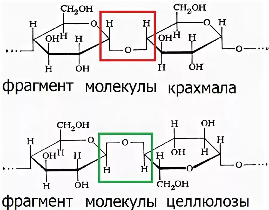 Строение молекулы крахмала и целлюлозы. Формула биозного фрагмента целлюлозы. Строение биозного фрагмента основной цепи целлюлозы. Фрагмент крахмала биохимия. Фрагмент строения целлюлозы.