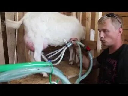 Как доить козу руками для начинающих