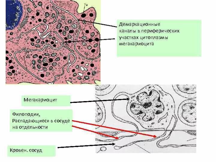 Мегакариоцит цитоплазма. Демаркационные каналы мегакариоцита. мегакариоцит схема. мегакариоцит строение. демаркационные мембраны тромбоциты.
