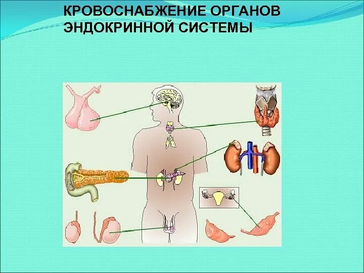 Эндокринные органы человека. Органы эндокринной системы. Кровоснабжение эндокринных желез. Эндокринное кольцо.