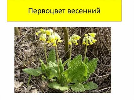 Красные первоцветы