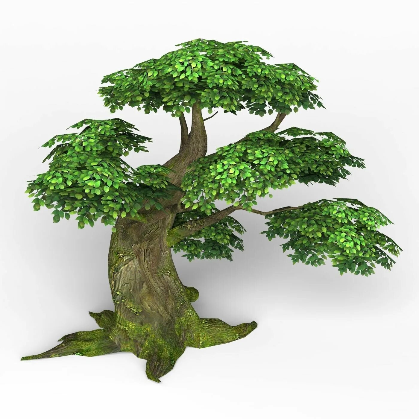 Tree 00