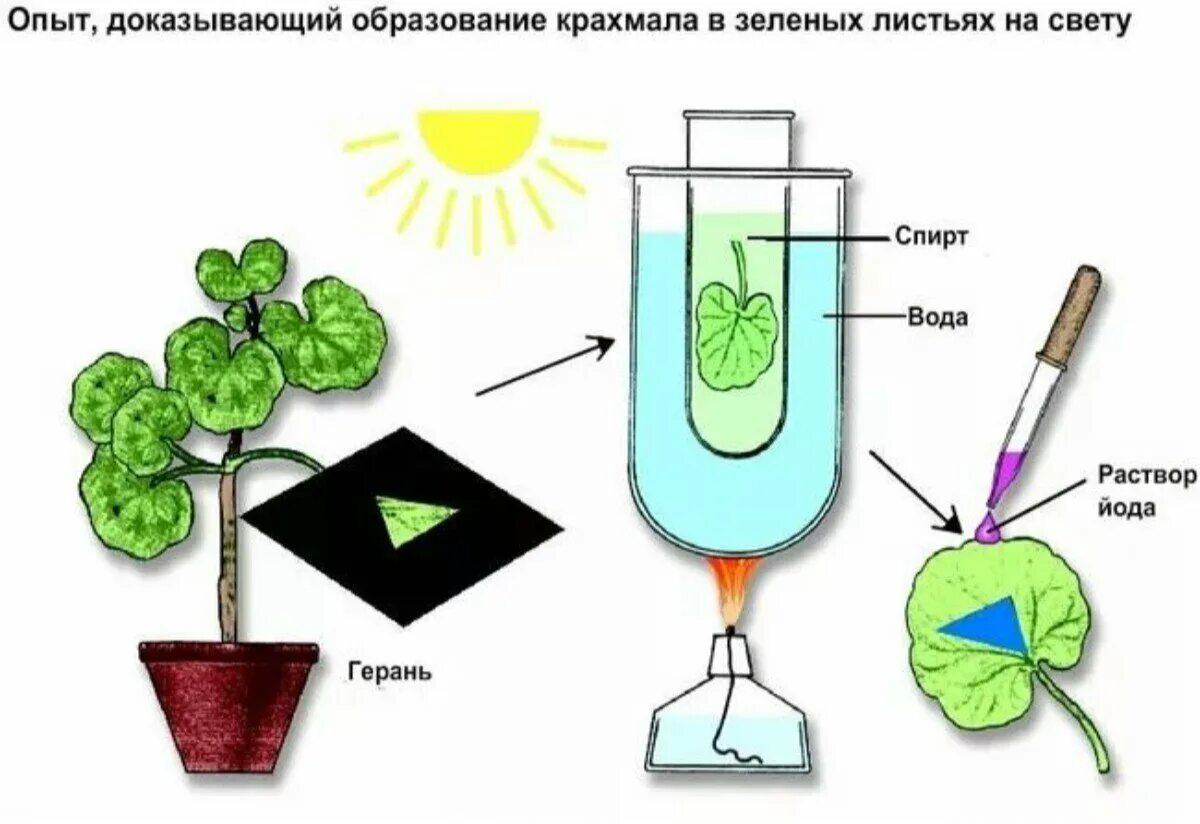 Углекислый газ во время процесса фотосинтеза. Опыты доказывающие фотосинтез. Опыт Сакса фотосинтез. Юлиус Сакс опыт фотосинтез. Эксперимент доказательства образования крахмала в листьях на свету.