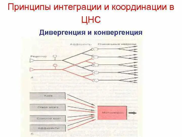 Дивергенция и конвергенция в нервной системе. Принцип дивергенции в ЦНС. Конвергенция физиология. Принцип конвергенции.