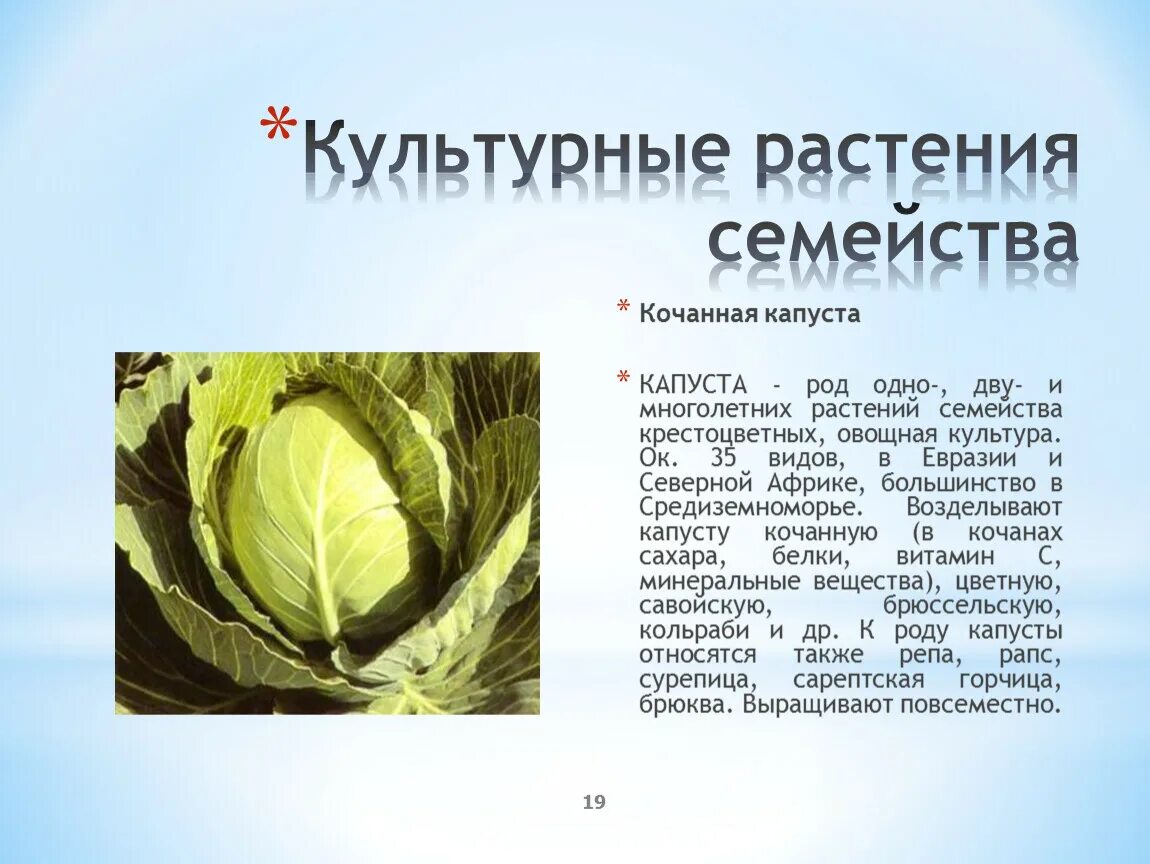 Крестоцветного растения капусты огородной. Семейство крестоцветные капустные. Семейство крестоцветных культурное растение капуста. Крестоцветные род капуста.