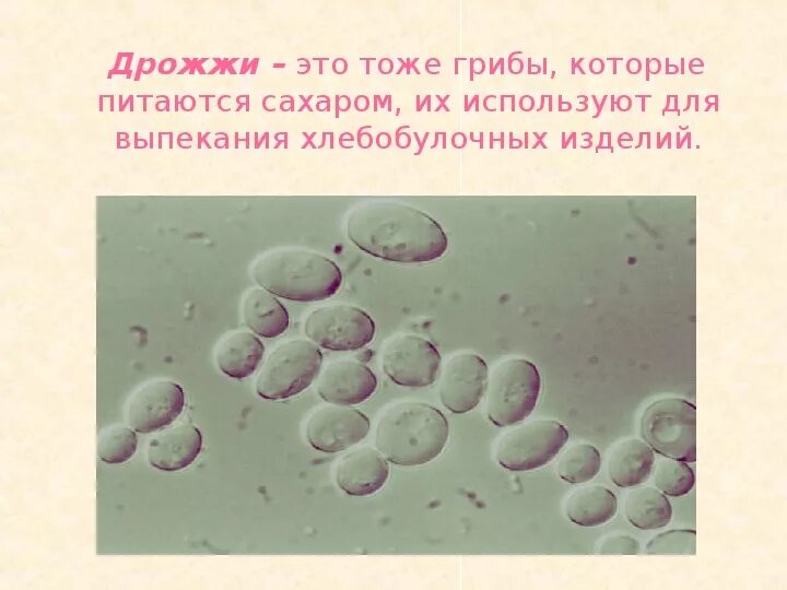 Дрожжи класс. Дрожжи в природе встречаются. Дрожжи строение гриба биология. Мицелиальные плесневые грибы. Хлебопекарные дрожжи темы для презентаций.