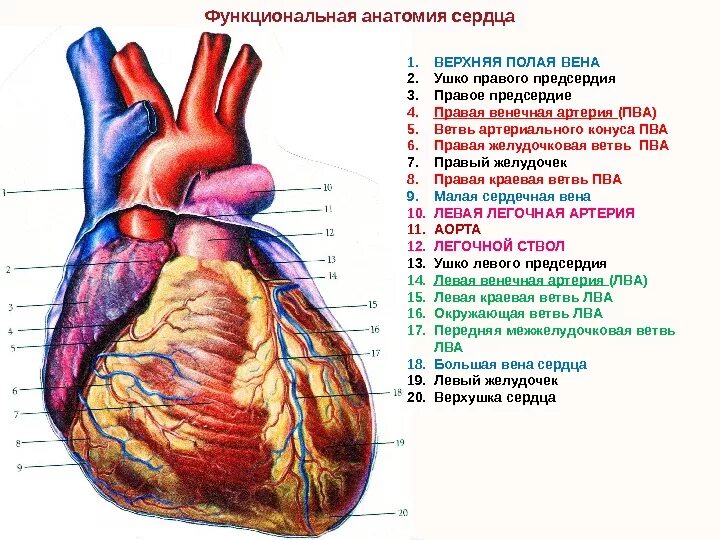 Правое ушко сердца. Строение сердца анатомия латынь. анатомия сосудов сердца атлас. строение сердца на латинском. строение сердца анатомия атлас.