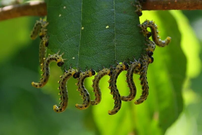 Самшитовая огневка. Какой цвет гемолимфы у гусениц. Гемолимфа насекомых. Катерпиллер гусеница насекомое. Ethmia candidella гусеница.