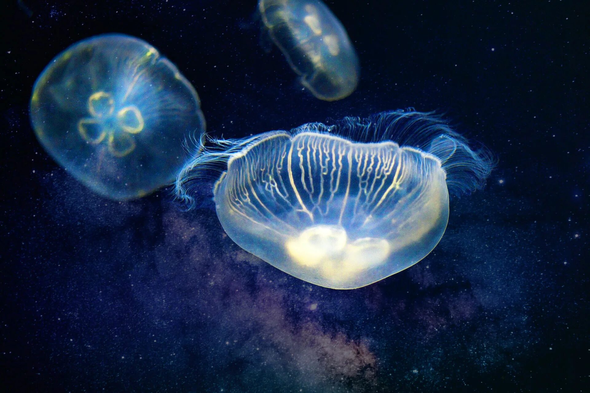 Медузы в средиземном море в турции. Медузы turritopsis dohrnii. медуза ируканджи. медуза в море. медузы в турции.
