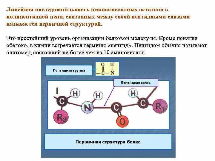 Определите аминокислотную последовательность полипептида. Пептидная связь в полипептидной цепи. Линейная последовательность аминокислот в полипептидной цепи. Аминокислоты, связаны между собой пептидными связями. Последовательность аминокислотных остатков в полипептидной цепи.