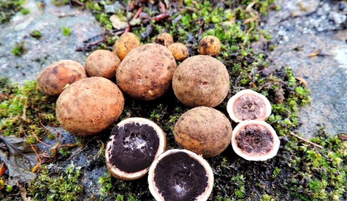 Jövedelmező befektetés mindenkinek - A szarvasgomba termesztéséről Stuffed mushr