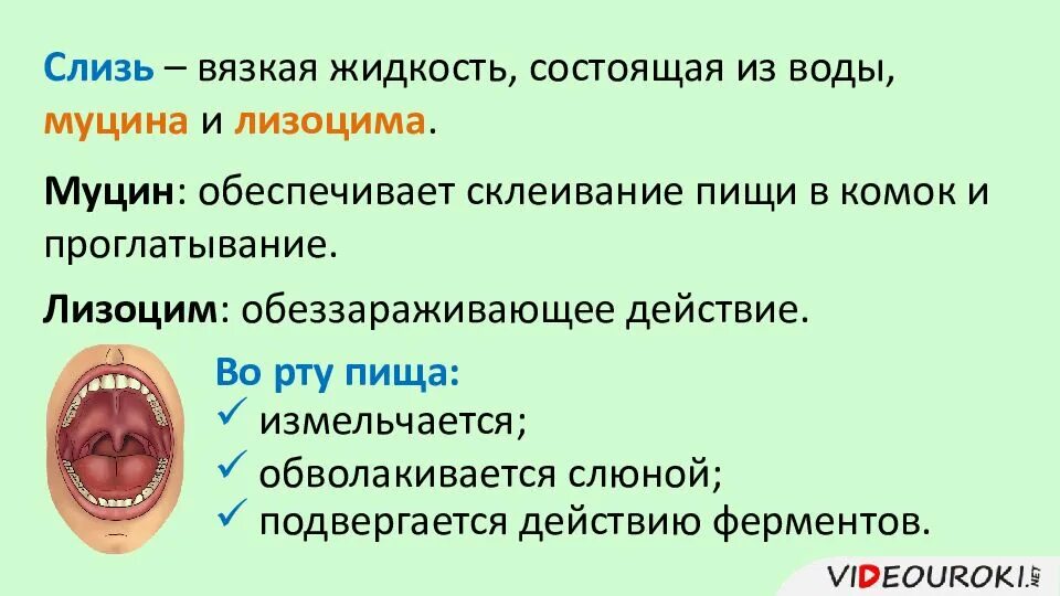 Ротовая полость продукт. Функции ротовой полости 8 класс биология. Пищеварение в ротовой полости. Пищеварение в ротовой полости и в желудке. Пищеварение в ротовой полости функции.