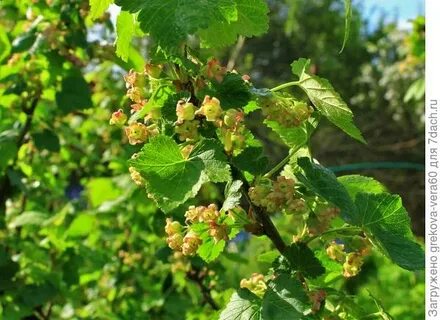 Смородина любимая