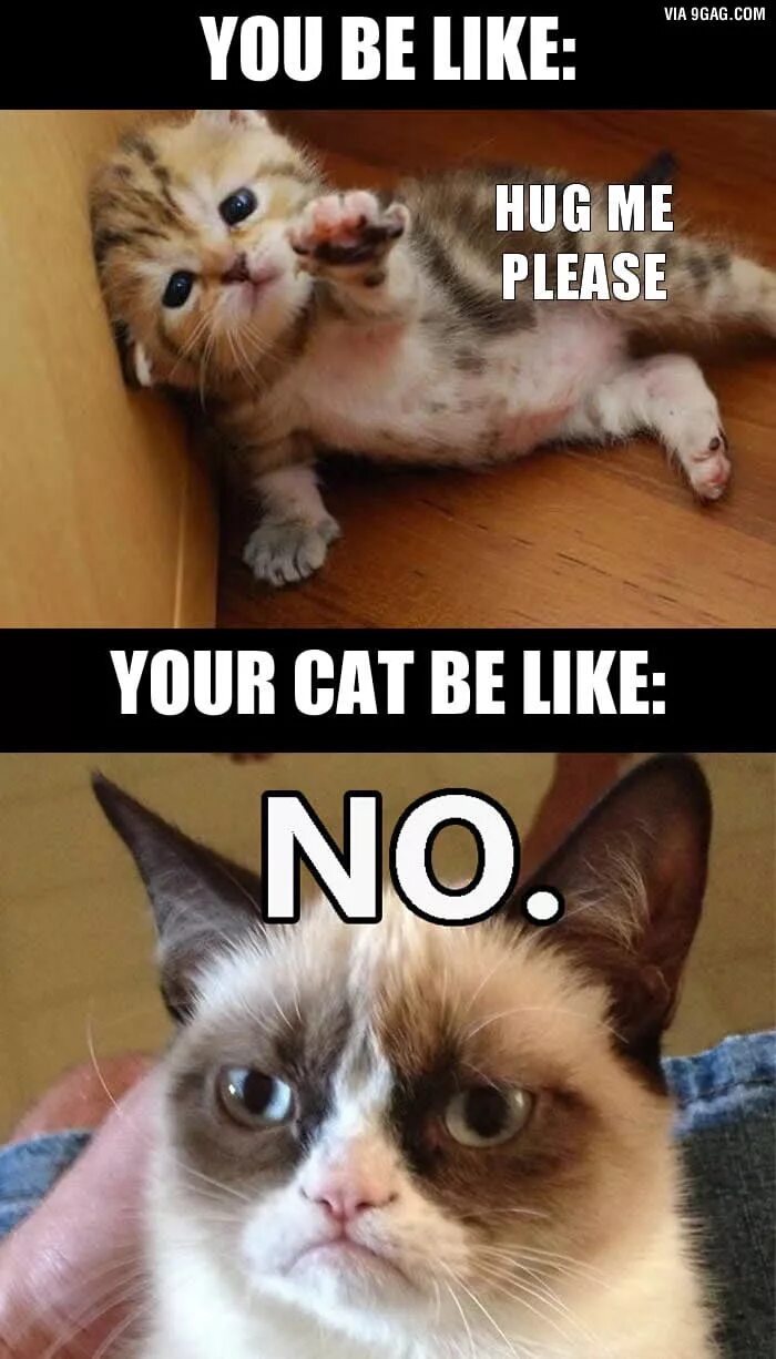 Cat doesn t. Hug your cat day. cats be like. well cat мем. cats hugs meme.