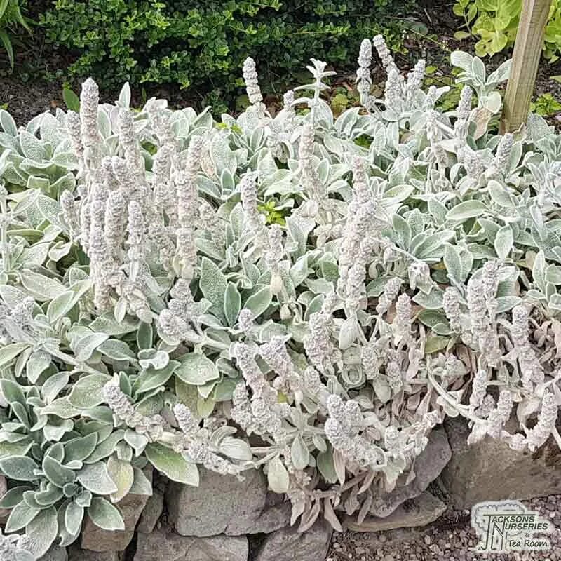 Стахис овечьи ушки. Стахис шерстистый (чистец) "stachys lanata". Стахис шерстистый чистец византийский. Заячьи ушки цветок садовый. Стахис шерстистый чистец византийский.